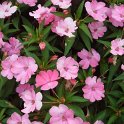 Impatiens hawkeri  New Guinea Hybrid 'Sunpatiens Pink'